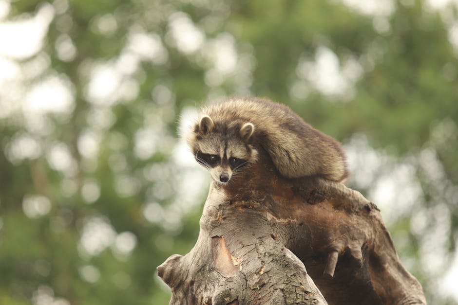 Fauna selvatica e natura incontaminata
